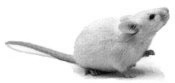 Good news for chemical bodybuilders who'd like to change to a steroid-free lifestyle, but are afraid that they'll lose all the muscle that they've so carefully built up. Researchers at the University of Oslo in Norway did tests with mice and discovered that a considerable amount of the effect of testosterone administration on muscle mass is permanent.