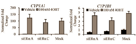 Tamoxifen works differently