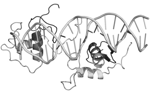 SR-9009 increases testosterone release by Leydig cells