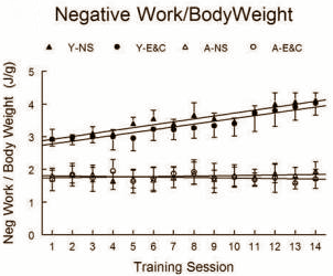 Animal study: vitamin C and E good for older strength athletes