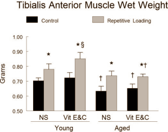 Animal study: vitamin C and E good for older strength athletes