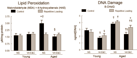 Animal study: vitamin C and E good for older strength athletes