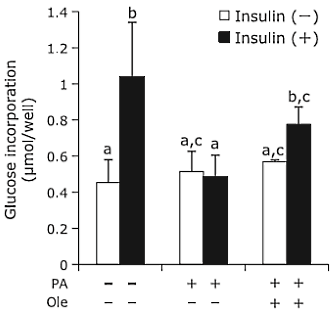 In muscle tissue olive phytochemical oleuropein imitates the effect of insulin