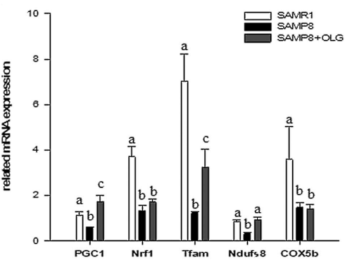 Oligonol, a muscle-building supplement based on lychees