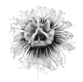 Extract of Passiflora incarnata works just as well against ADHD as Ritalin