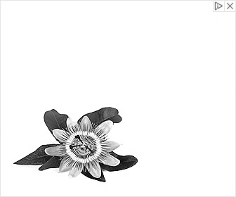 Passiflora incarnata