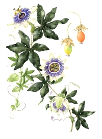 Animal study: combo Melissa officinalis and Passiflora caerulea inhibits stress-related cortisol