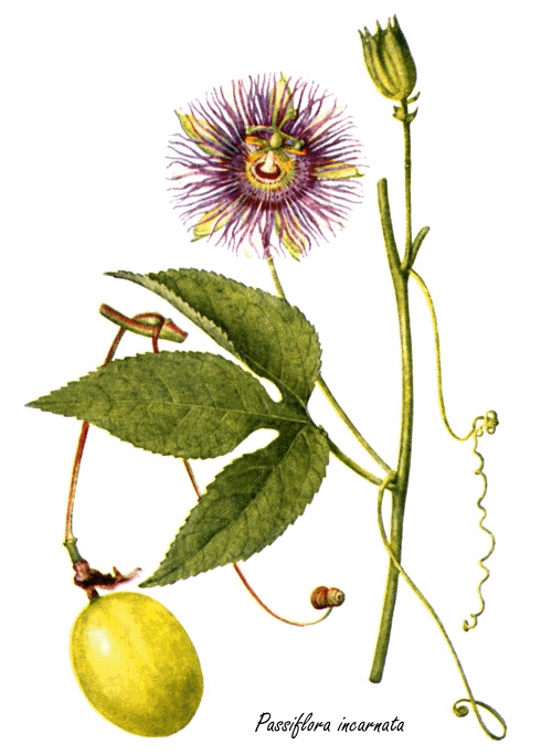 Extract of Passiflora incarnata works just as well against ADHD as Ritalin