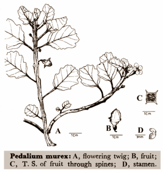 Testosterone level rise from Pedalium murex may be permanent