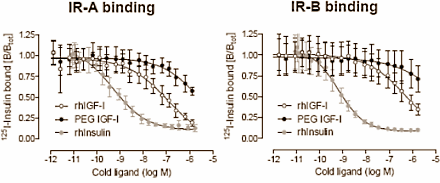 PEG-IGF-1: improved IGF-1 analogue