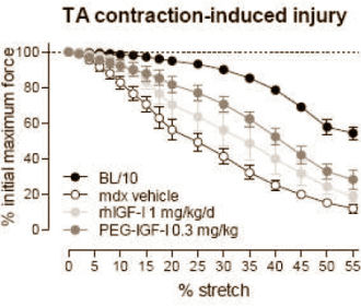 PEG-IGF-1: improved IGF-1 analogue