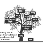 Physical activity and diet eliminate the fattening effect of PFASs