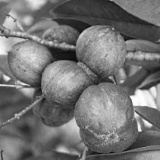 Phaleria macrocarpa: more testosterone, more fertile