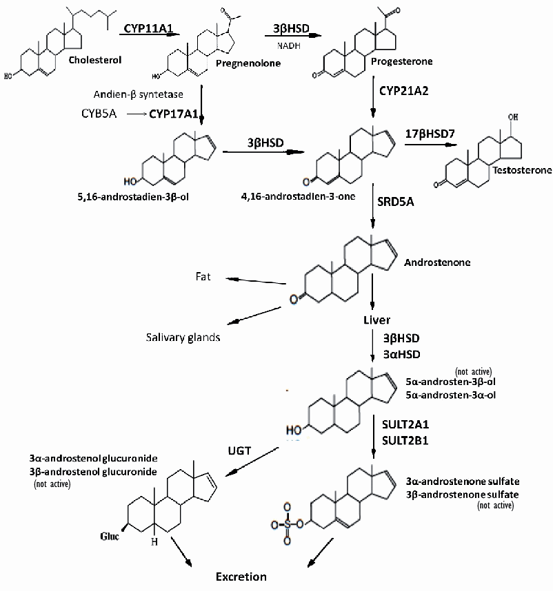 Celery, the vegetable of lust?