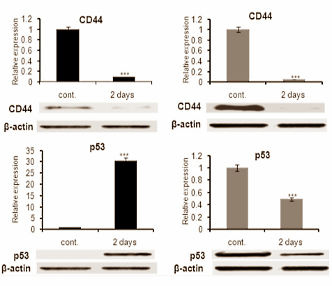Protéine cd44 et p53