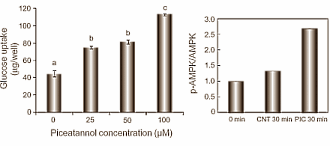 Taking a supplement that contains piceatannol, a metabolite of resveratrol, may reduce fat mass and increase lean body mass. We base this speculation on Asian in-vitro studies, which have shown that piceatannol inhibits the uptake of glucose by fat cells but stimulates its uptake by muscle cells.