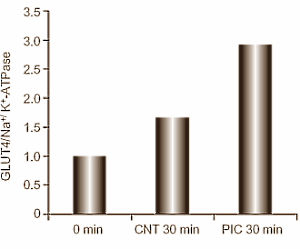 Taking a supplement that contains piceatannol, a metabolite of resveratrol, may reduce fat mass and increase lean body mass. We base this speculation on Asian in-vitro studies, which have shown that piceatannol inhibits the uptake of glucose by fat cells but stimulates its uptake by muscle cells.