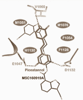 Taking a supplement that contains piceatannol, a metabolite of resveratrol, may reduce fat mass and increase lean body mass. We base this speculation on Asian in-vitro studies, which have shown that piceatannol inhibits the uptake of glucose by fat cells but stimulates its uptake by muscle cells.