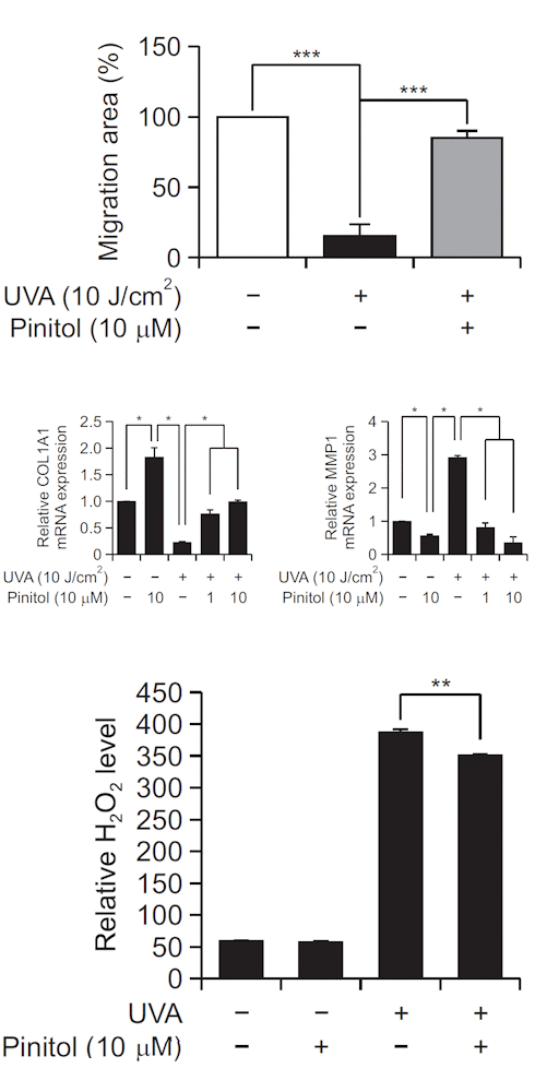 Pinitol protects the skin against UV light (and possibly slows down skin aging)