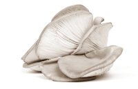 Oyster mushrooms keep athletes disease free
