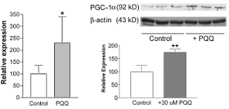Why PQQ delays aging (and speeds up fat loss)