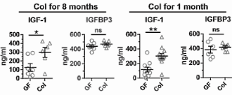 Probiotics and tiny fatty acids boost IGF-1 levels