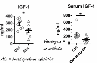 Probiotics and tiny fatty acids boost IGF-1 levels