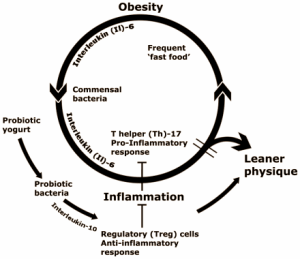 Animal study: probiotic Lactobacillus reuteri ATCC 6475 boosts testosterone synthesis