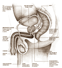 Early balders need to take care of their prostate