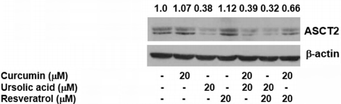 Curcumin and ursolic acid starve prostate cancer cells