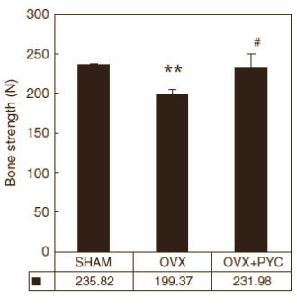 Pycnogenol keeps your bones strong