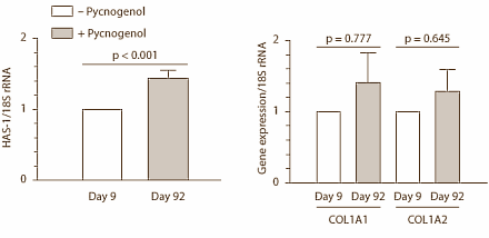 Pycnogenol keeps skin young