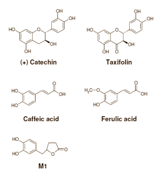 Pycnogenol keeps your bones strong