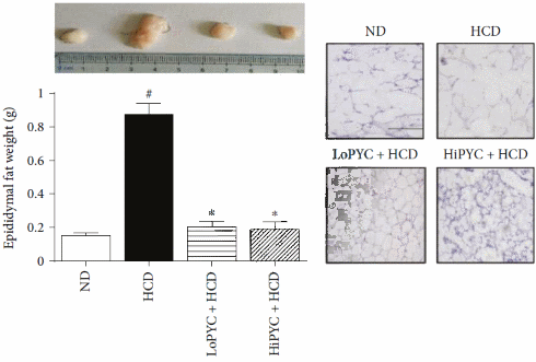 Losing body fat with Pycnogenol?
