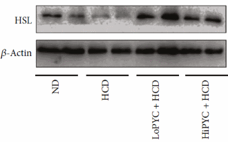 Losing body fat with Pycnogenol?