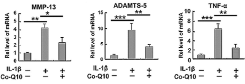 Q10 may protect cartilage in the spine against decay