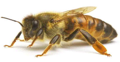 Royal Jelly: more testosterone and red blood cells