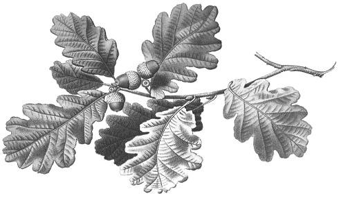 The stimulant from oak that has no side effects