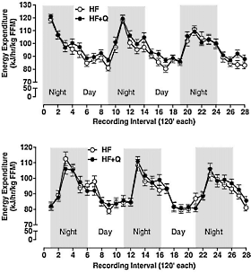 Course of quercetin raises metabolism
