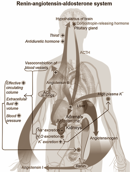 Too much cholesterol lowers testosterone level: animal study