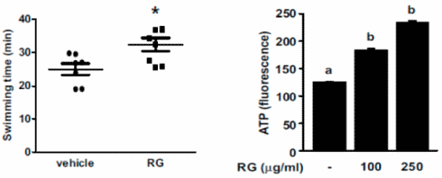Red Ginseng stimulates muscle growth, increases stamina