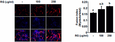 Red Ginseng stimulates muscle growth, increases stamina