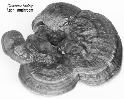 Reishi raises testosterone levels