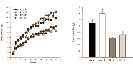 Animal study: slimmer and healthier with part-time fasting