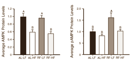 Animal study: slimmer and healthier with part-time fasting