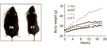 Confining the time in which you eat makes you slimmer