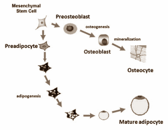 Less fat and stronger bones with mix of vitamin D, quercetin, resveratrol and genistein