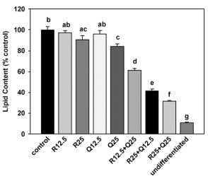 Resveratrol and quercetin cocktail kills fat cells