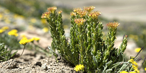 Rhodiola rosea extends life in animal study