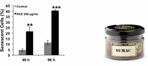 Sumac (Rhus coriaria) extract accelerates the aging of breast cancer cells
